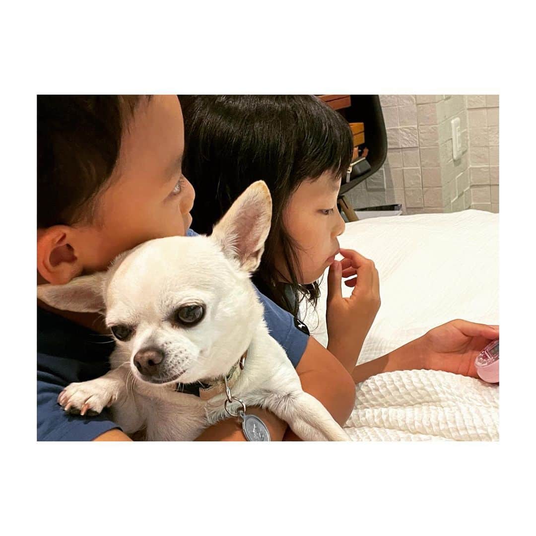 のインスタグラム：「最近はなんとなく 忙しくて バタバタしていたので  三つ子をじっくり 眺めるのは 久しぶりです。  甥は 最近までコブタのことを ネコだと思っていました。  なので コブタの名札は 猫のマークです。」