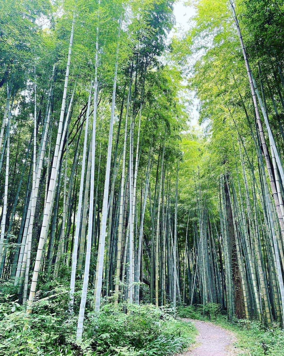 松本梨香のインスタグラム：「気持ちの良い小道でした😊✨  #竹林好き」