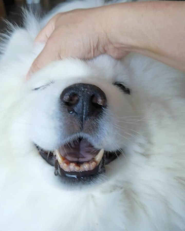 Alex Toのインスタグラム：「😘😘😘 #cute #dog #doglover #dogsofinstagram #dogoftheday #dogofthedayjp #dogstagram #fluffy #hkig #hongkong #ilovemydog #instadog #instagood #instamood #instagraphy #instapic #samoyedoninstagram #pet #petlovers #petsofinstagram #petstagram #photooftheday #puppy #pupsofinstagram #samoyed #samoyedsofinstagram #webstagram #犬 #サモエド」