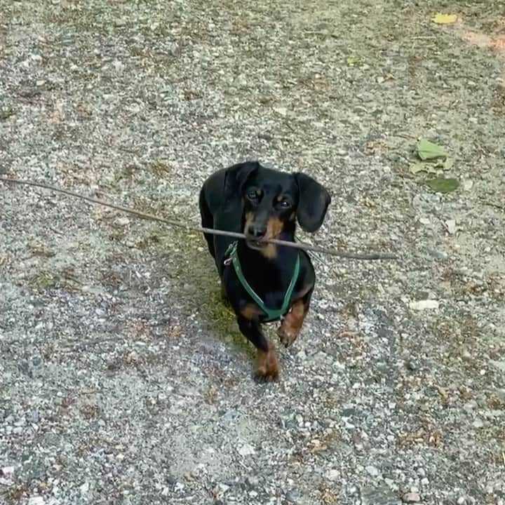 Crusoe the Celebrity Dachshundのインスタグラム：「“Scale of 1 to 10, how much of a trip hazard is this one?! 😅🤷‍♂️” ~ Crusoe #RateThisStick」