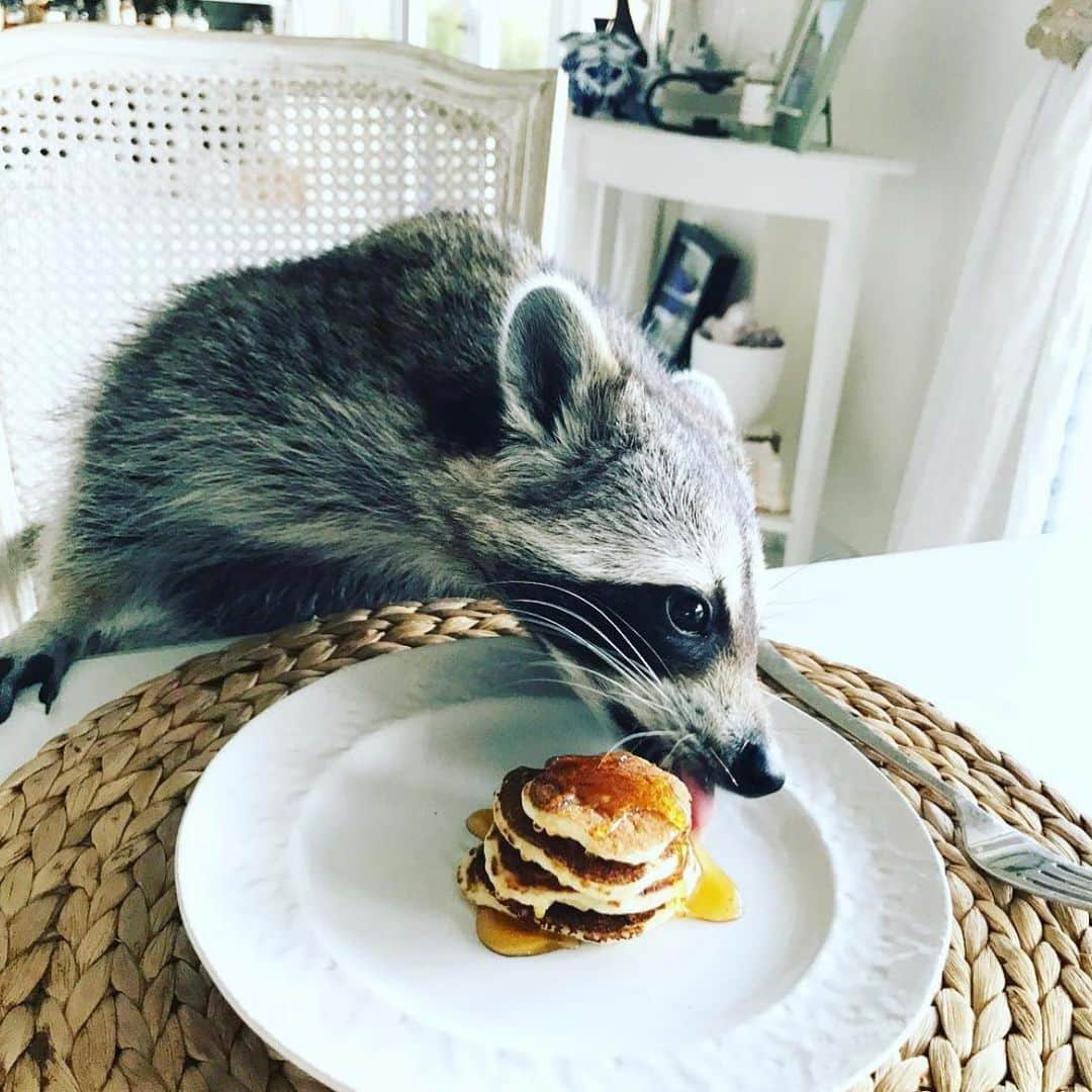 パンプキンさんのインスタグラム写真 - (パンプキンInstagram)「I made pancakes today for my older little madam this morning after an incredibly shocking few days. A summer school bug took down our family in a very dramatic way (not covid) and it’s been almost five days of zero sleep with a baby that has literally never been sick. It’s been a doozy. I slept last night from 9.30pm until 5.30am and feel like a completely new woman! The babes were still asleep, husband still asleep, animals still asleep. It was pretty perfect. I made myself tea, went outside and enjoyed the sunrise, then I made nutritious pancakes because let’s be honest, no one had been eating well these past five days it was survival mode for us. While making the pancakes I started remembering Pumps and all the things she loved to eat, including pancakes doused in maple syrup. This was never actually something we gave her but she would steal one or two from us in her classic stealth mode. Her love of food was something very entertaining and were always the photos most of you enjoyed the best. As I type this I’m smiling, and even though chaos is now starting, baby is up, I’m arguing with the four year old about eating her breakfast, snotty husband sneezing constantly, I’ll take it. Because mama slept!」7月27日 20時32分 - pumpkintheraccoon