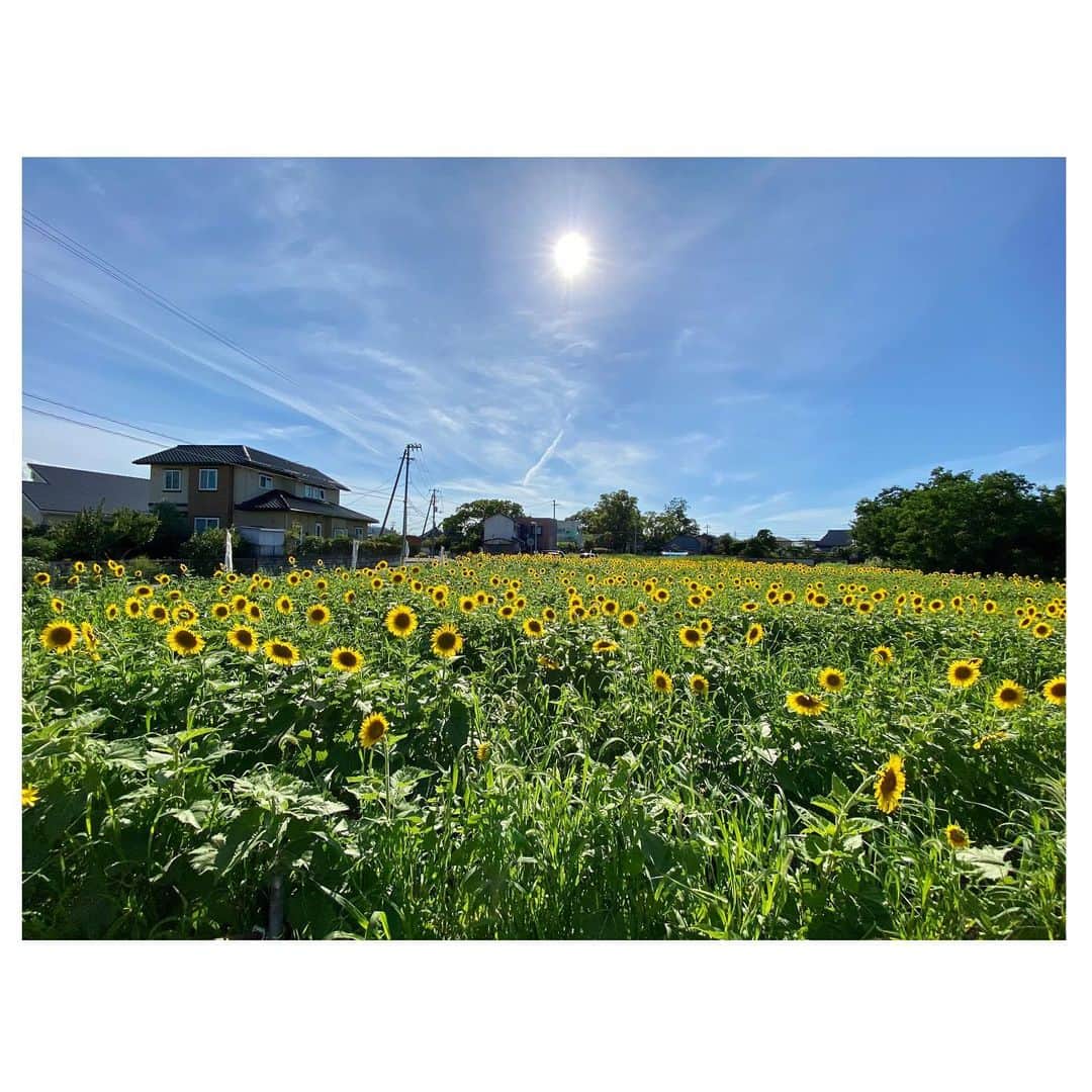 白戸ゆめのさんのインスタグラム写真 - (白戸ゆめのInstagram)「☁️ . ひまわり投稿続きます🌻🌻 こうやってすぐに車で行ける距離に 大好きなお花に囲まれる空間があるって幸せ🥰 . iPhone12 Pro Maxが欲しくなった、夏。」7月27日 21時21分 - yumeno.s_