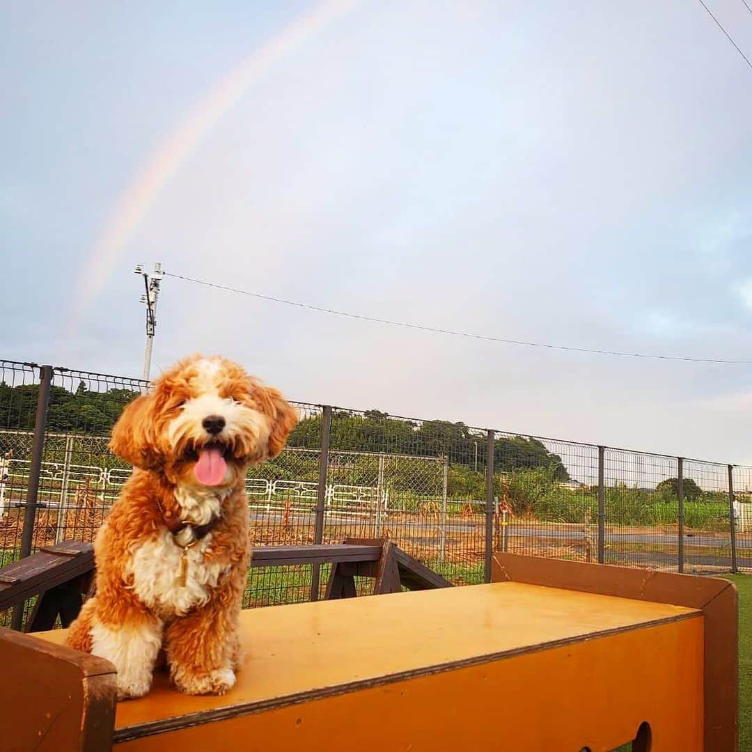 三谷紬さんのインスタグラム写真 - (三谷紬Instagram)「* 地元では夕方に虹が出ていたようです🌈 父が三谷犬「法被」との写真を送ってくれました💙 現在テレビ朝日で放送中のソフトボール見ています♪ 頑張れ！！日本代表〜🇯🇵 * #にじ#虹#rainbow#dog#dogstagram#犬#マルプー#法被#happi#地元#佐倉#ソフトボール#日本代表#頑張れ#金メダル#🥇#実況 は#大西洋平 アナウンサー#テレビ朝日#アナウンサー#三谷紬」7月27日 21時46分 - mitani_tsumugi