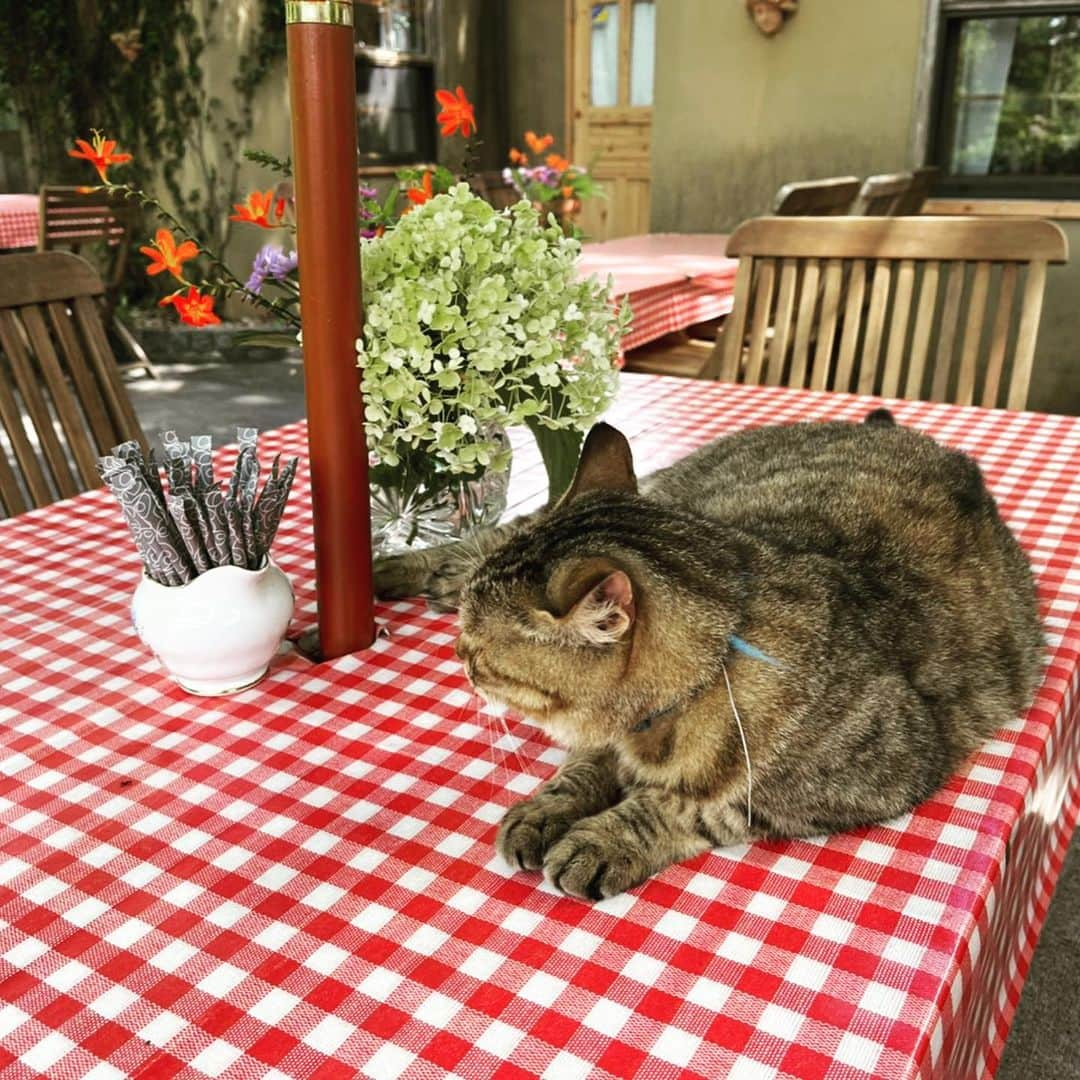 鬼頭明里さんのインスタグラム写真 - (鬼頭明里Instagram)「撮影でいったところが天国だった🐈💐🐈‍⬛」7月28日 2時39分 - akarikito1016