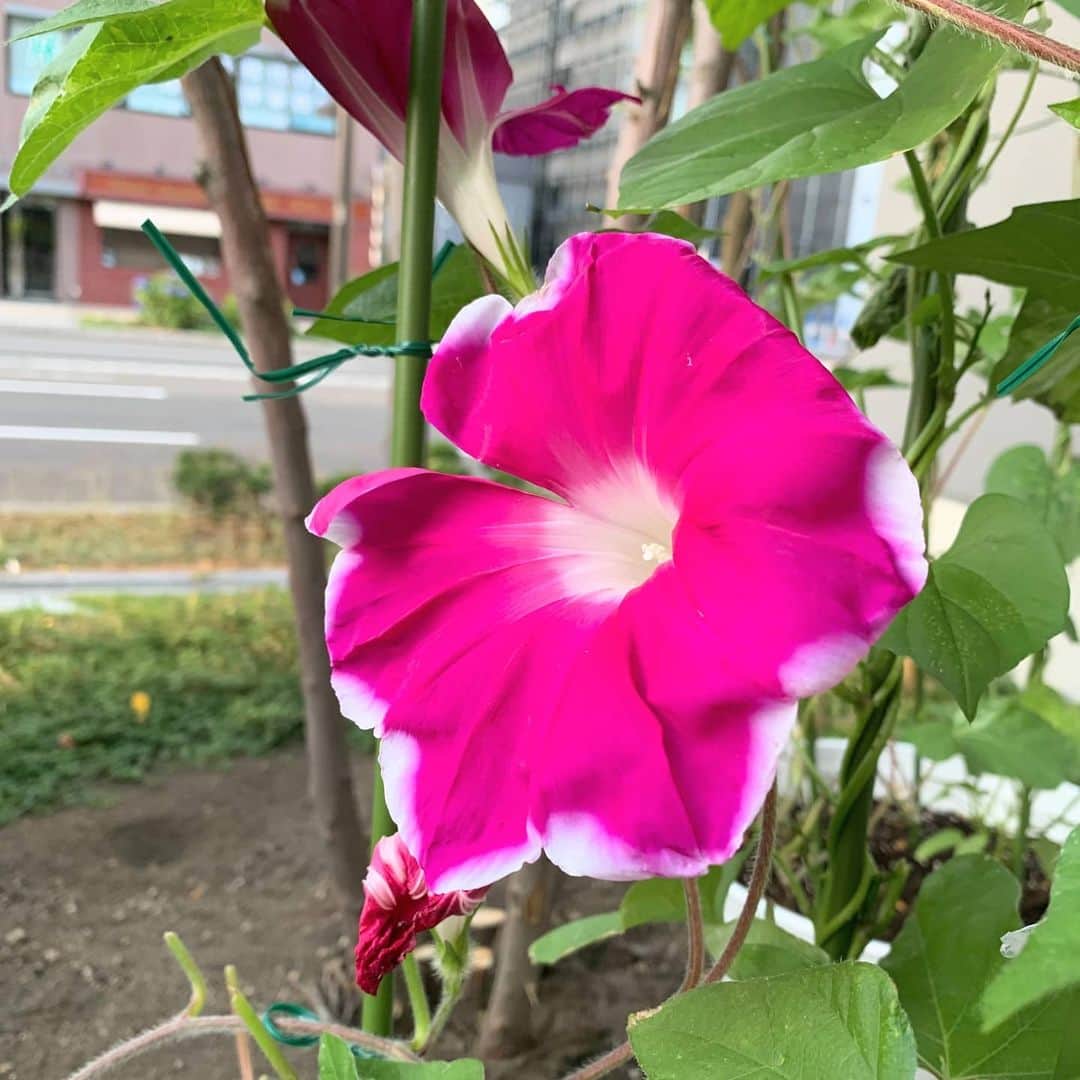 札幌テレビ「どさんこワイド朝」のインスタグラム：「7月28日(水)、けさのアサガオ。  最近の猛暑の影響が心配ですが、 鮮やかで立派な花を咲かせてくれています。 なんだか元気を貰える気がしますね。 . . #どさんこワイド朝  #夏の新企画 #アサガオ #朝顔  #大きくなあれ #めざせ名物」