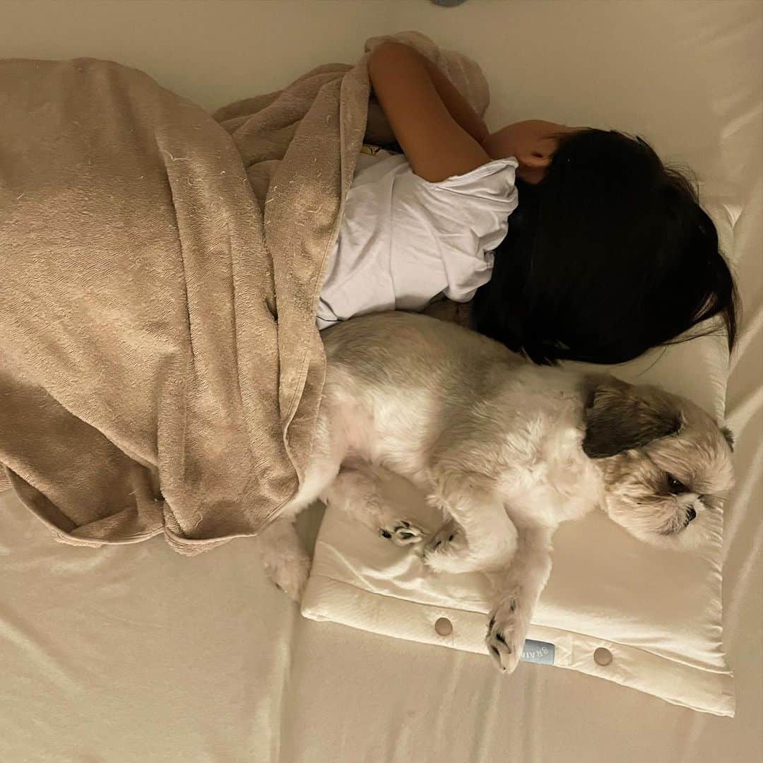 秋定麻紀子さんのインスタグラム写真 - (秋定麻紀子Instagram)「こんな可愛い光景ってあり得るの？？  ってくらい愛しい。  子供専用枕を仲良く一緒に使ってるの。 小ちゃい枕なのに。  ずっとそのままで居て欲しい。。 もちろん成長も楽しみなんだけど。  @brainsleep_official の 枕とマットレスが欠かせない生活に。 大人用枕は3つ。 娘が1つ。 そしてマットレス。  この時期は感動するくらい涼しい。 睡眠の快適ってまさにこの事。  人は普段どれだけ体内に熱をこもらせているのかが分かる。  そして子供も同じ。 枕とマットレスを変えてから 寝汗ほぼかかず、寝返りも全然しなくなった。 起きるのは夜中のおトイレだけ。  赤ちゃんの頃から 睡眠と食事は上質にさせたいと思ってて、子供に合う枕もずっと探していた。  周りからも問い合わせが多く 大人も子供も枕難民が多いなと実感しています。  上質な睡眠とは？ 脳のために自分ができる事は？ 子供にとって睡眠がどれだけ大事か。  改めて考えて欲しい。  @brainsleep_official  @zzzland_official」7月28日 22時33分 - makiakisada