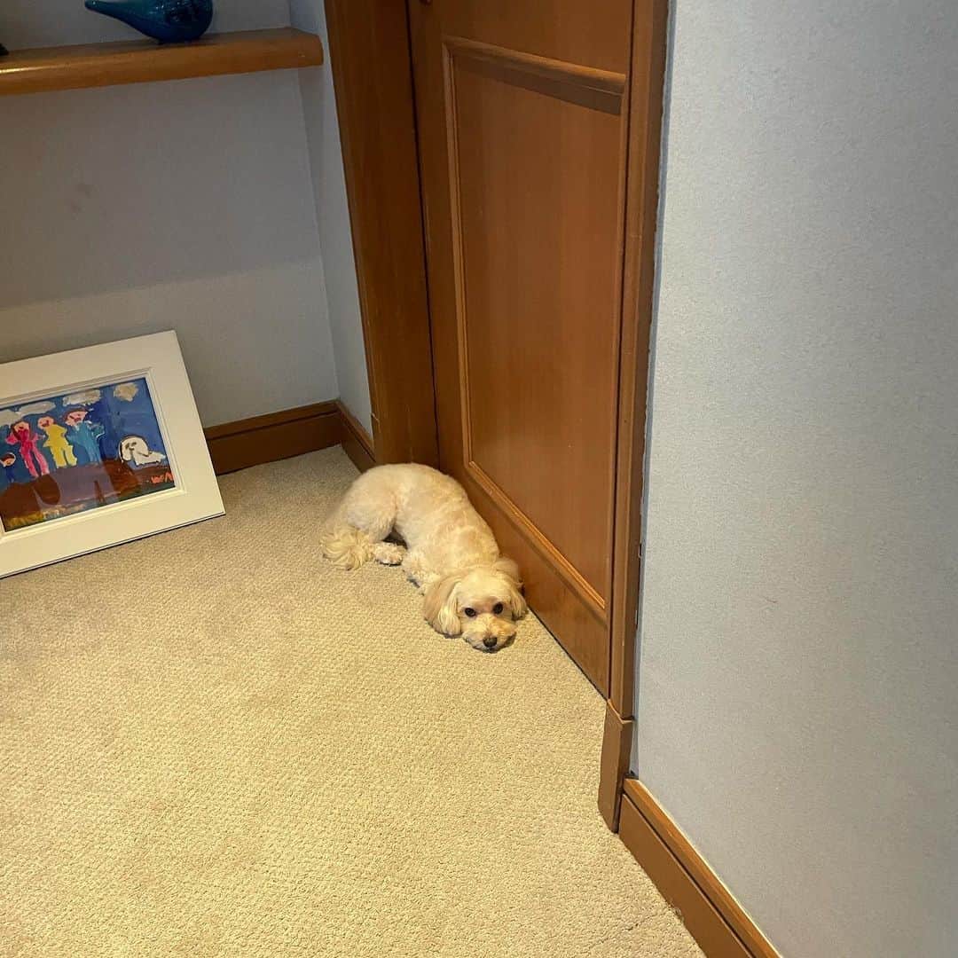 福田萌さんのインスタグラム写真 - (福田萌Instagram)「僕は犬で、パパのオンラインサロンには入れないし、YouTubeを見るスマホも持ってないから、立ち聞き、もとい寝聞きするしかないんです🐶」7月28日 17時13分 - fukuda.moe