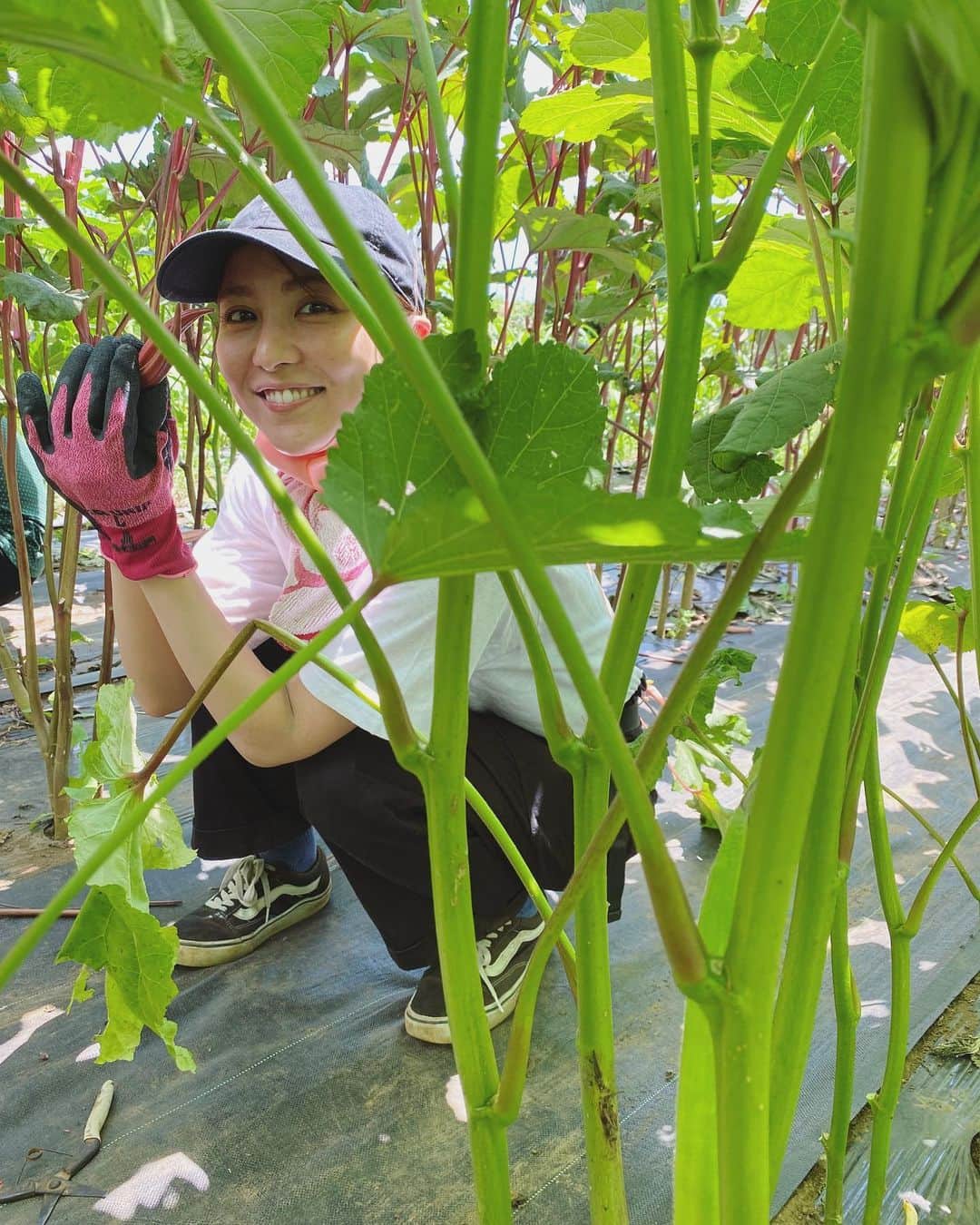 石川恋さんのインスタグラム写真 - (石川恋Instagram)「#恋の畑日記 🍆 梅雨があったり、お仕事がバタバタしていたこともあって 久々の畑になってしまいました。 今回は夏野菜たちを収穫❤️‍🔥 いろいろな種類の茄子、ピーマン、きゅうり、 万願寺とうがらし、赤オクラなどなど、、  あとは大豆を播種機で植える作業をお手伝い。 一往復で息切れ＆汗だくだくになるくらい疲れる！ いつもはこれを一人で畑一面やるそう。 農家さんの体力どうなっているの😳 スーパーに売っている野菜を見ているだけでは伝わらない 農家さんの努力を肌で感じました。  収穫した野菜たちは帰ってささっとお料理に❤️‍🔥 ピーマンは生で食べても甘くて美味しかったけど、 ツナと合わせて無限ピーマンに🫑 きゅうりはさっぱり梅和え🥒 万願寺とうがらしは生姜醤油とかつおぶしで🌶  自然と太陽とトラの笑顔に癒された1日でした🌞 #恋とトラと野菜 #恋と野菜 #ベジ活 #農業 #畑」7月28日 18時02分 - ren_ishikawa
