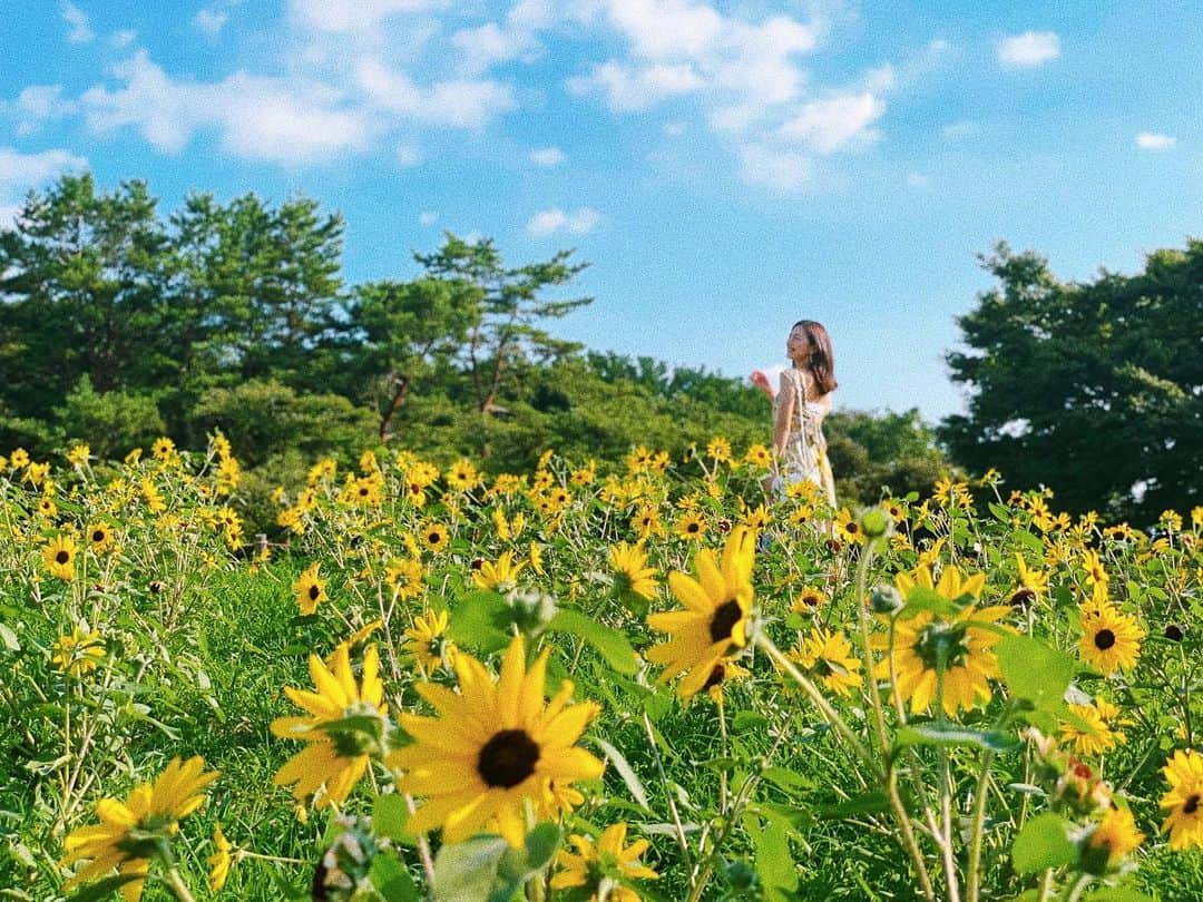 小澤陽子さんのインスタグラム写真 - (小澤陽子Instagram)「🌻🌻☺️👒  この 夏の空と、ひまわりと、緑の コントラストが大好きです…💙💛💚☁️🌿  東京オリンピックのメダリストの皆さんに渡される 花束にも、ひまわりが入っていますよね…！💐  元気をもらえます ✳︎  #どれも眩しそう #夏の空 #ひまわり畑  #エネルギーチャージ」7月28日 20時49分 - yoko.ozawa729