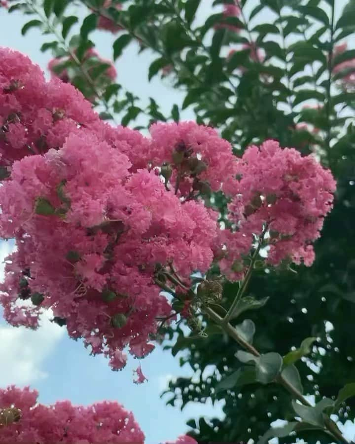 Michikoのインスタグラム：「_______ Morning! ✔️ . 朝、ジョギング中にピンクの花を見つけた❤︎  毎晩オリンピック漬けの毎日。 昨夜の興奮冷めやらず。 #体操男子個人総合  ”大きく輝く“  そのまんまで、いい名前だなぁーと思ってしまった🥰  . #lifeisaflower #pinkinthesky  .」