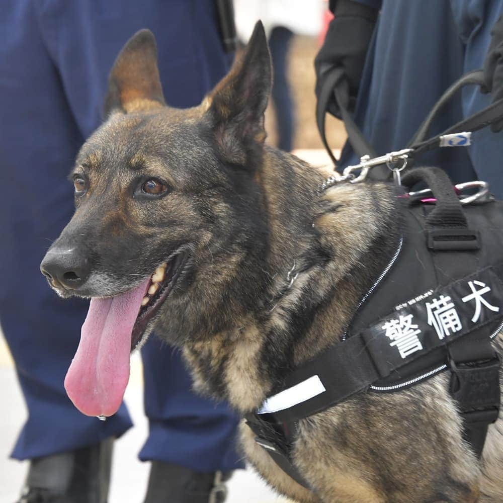 大阪府警察さんのインスタグラム写真 - (大阪府警察Instagram)「【警備犬を運用した警戒強化】 2020年東京オリンピック・パラリンピック競技大会の開催中、テロ等不法事案の未然防止を図るため、府内の主要駅のほか、関西国際空港及び大阪国際空港に、警備犬警戒隊を投入して警戒を強化しています。  #大阪府警察公式 #大阪府警察 #大阪府警 #警察 #POLICE #ポリス #おまわりさん #制服 #警備犬警戒隊 #警備犬 #警備 #警戒 #テロ未然防止 #テロ #新大阪駅 #梅田駅 #難波駅 #関西国際空港 #関西空港 #大阪国際空港 #大阪空港 #tokyo2020 #2020東京オリンピック #東京オリンピック #オリンピック2020 #オリンピック #パラリンピック #がんばれ日本 #がんばれニッポン #安全安心」7月29日 17時30分 - fukei_koho