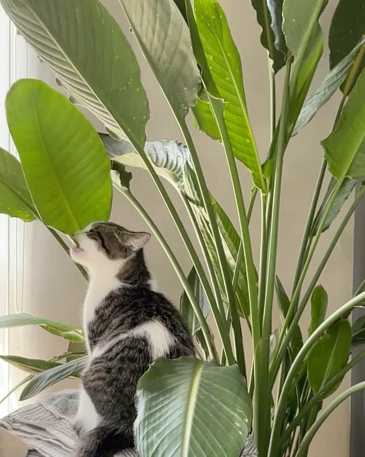 太陽奈のインスタグラム：「ボバくんは絶対食べない観葉植物をジャックはかみかみして🥲💨  怒っても言うことを聞きません。。」