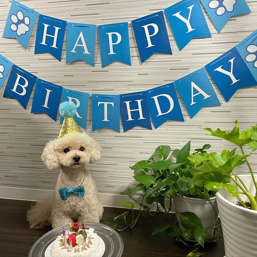 久松かおりさんのインスタグラム写真 - (久松かおりInstagram)「. 7月28日はらっぴーの誕生日🎂🐶💞 5歳になりましたっ！！！！👏 . 私が21歳の時に出会って それからずっと私のそばで毎日 元気を与えてくれて どんな時も一緒にいた大切な家族🎶 . もう5歳かぁ、もうずっと歳取らないでほしいな！笑笑 元気で健康でいてくれたら何でもいい！ . 産まれてきてくれて、出会ってくれてありがとう❣️ . 親バカ投稿失礼しました！笑笑 . . #誕生日 #愛犬 #ふわもこ部 #トイプードル #親バカ #いぬのいる暮らし #愛犬との暮らし #followｍe」7月29日 16時25分 - hisamatsu_kaori