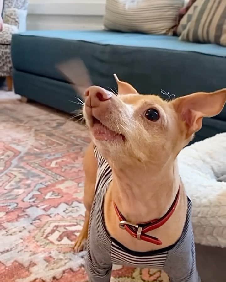 Tuna {breed:chiweenie} のインスタグラム：「If you’ve been following Tuna for any length of time you know that he HATES flies. #ad And since we live in the south we get lots of them, as well as ants, roaches and almost every other insect you can think of! We initially started using @zevoinsect because of our bug issue, but what we really LOVE about it is that it’s safe to use around dogs and children when used as directed. Zevo is made with friendly ingredients you can feel good about, and it effectively targets and shuts down biological pathways found in bugs, not people or pets, without using harsh chemicals, which we also love! Visit the link in Tuna’s bio under Zevo or head to his stories to see more and get more information! #WaySmarterThanBugs」