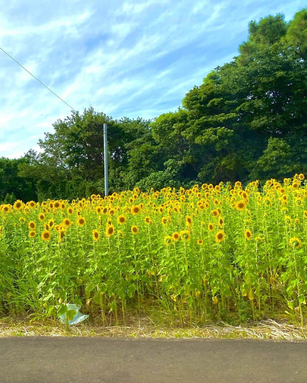 吉澤遥奈さんのインスタグラム写真 - (吉澤遥奈Instagram)「大自然🌻  幼少期から世界一周が夢の１つなので未知の場所、食事や文化に胸がときめきます、、、（ここは日本） 素敵な場所にこれからも行きたい✨ 3枚目のひまわり沢山で綺麗だったなぁ🥰 #オフショット」7月29日 21時50分 - _haru.0320