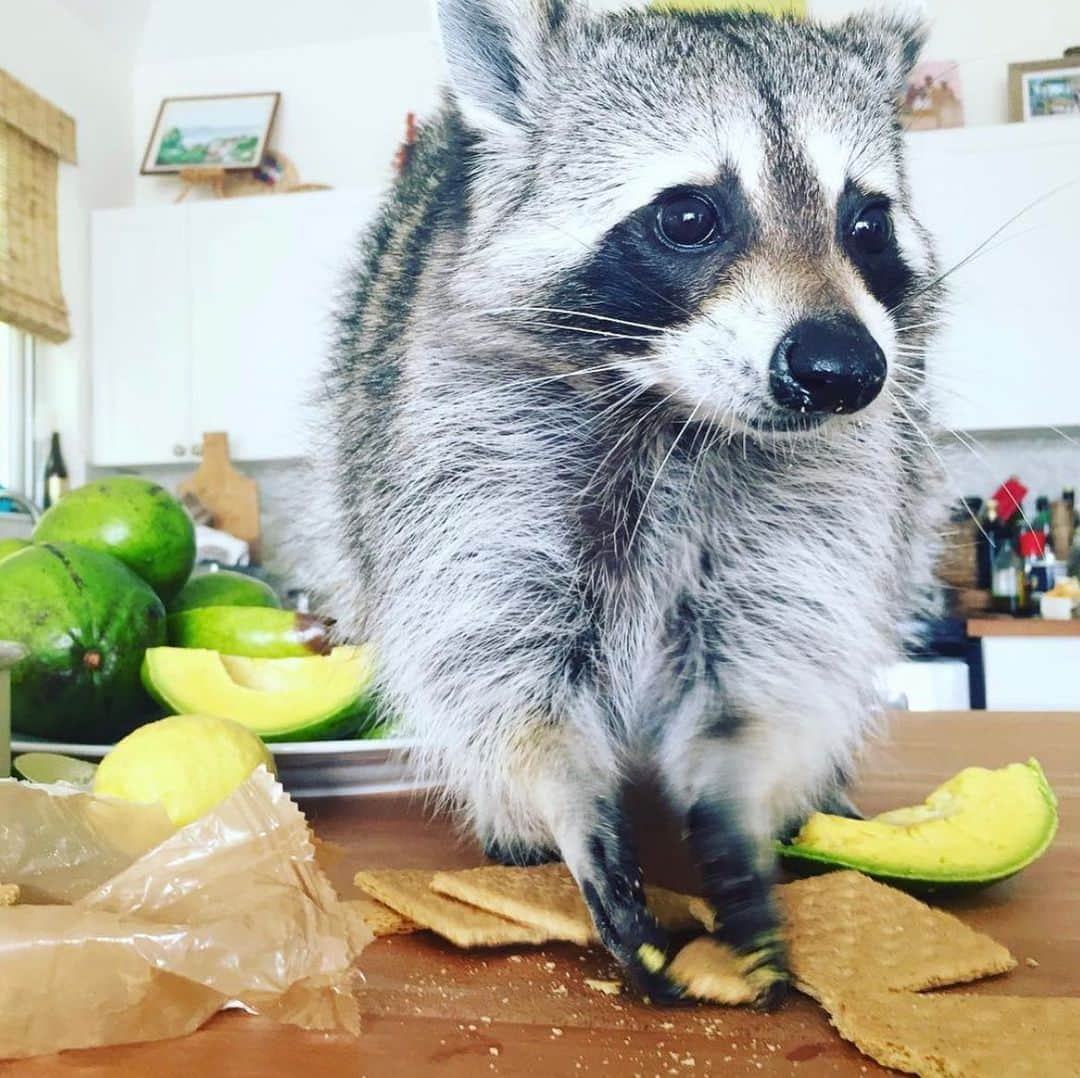 パンプキンのインスタグラム：「We picked two avocados the other day from one of our trees and it was divine. There is really nothing like a fresh avocado. The Bahamian variety here are really deep yellow,  so savoury, and just perfect. Every time I cut one open I think of our girl Pumps. As you all know they were her favourite. During lockdown I wrote a little essay about the time I decided to be wild and make a sweet avocado tart (yes it can be done) and it was divine. I wasn’t sure what I wanted to do with this essay, I had so many projects in mind but I recruited the incredibly talented @clairefletcherillustration to create some images of our girl. Pumpkin the chef? Sure why not! Maybe one day I’ll share the essay and recipe, but for now here is just a lovely memory of our girl. ❤️」