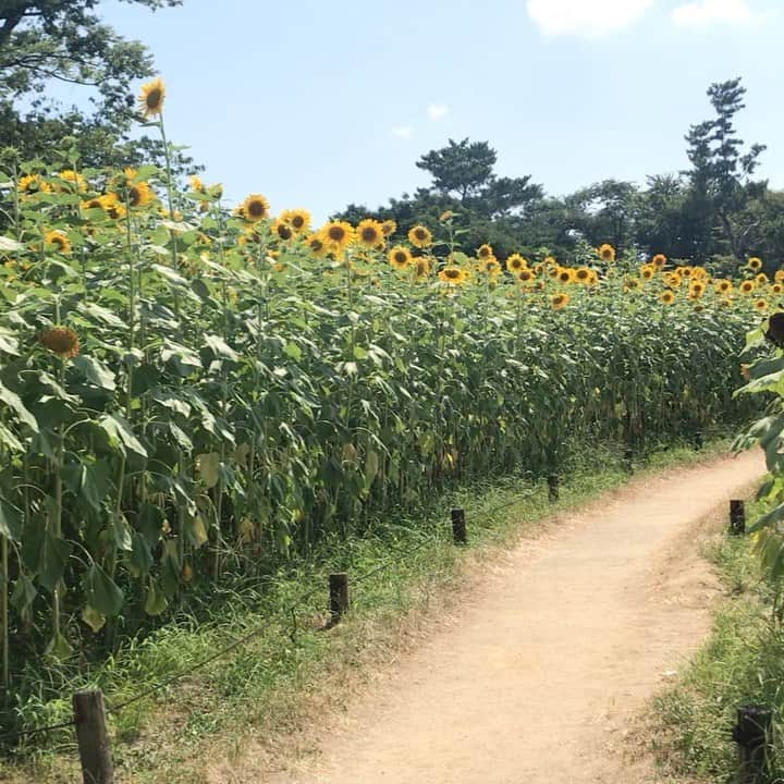 小嶋晶子のインスタグラム：「Sunflower🌻 #ひまわり #ひまわりフェスタ #万博公園 #万博公園ひまわりフェスタ #🌻」