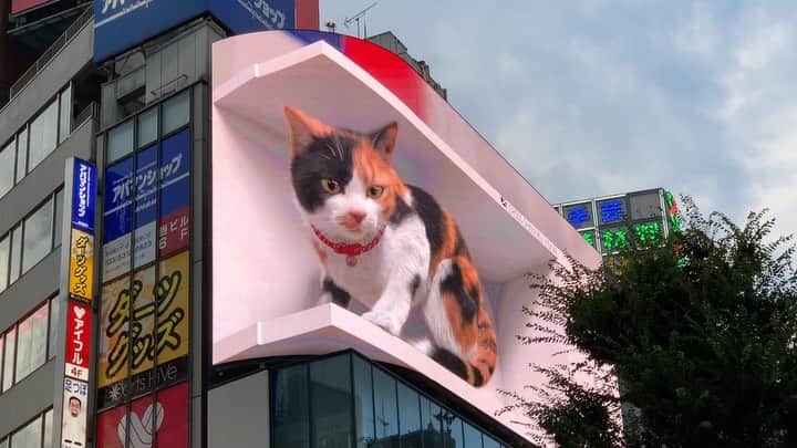 のインスタグラム：「話題になっとった新宿の猫🐈ずっと生で見てみたかったから見れて良かった！本当に立体的に見えてすごかった✨」