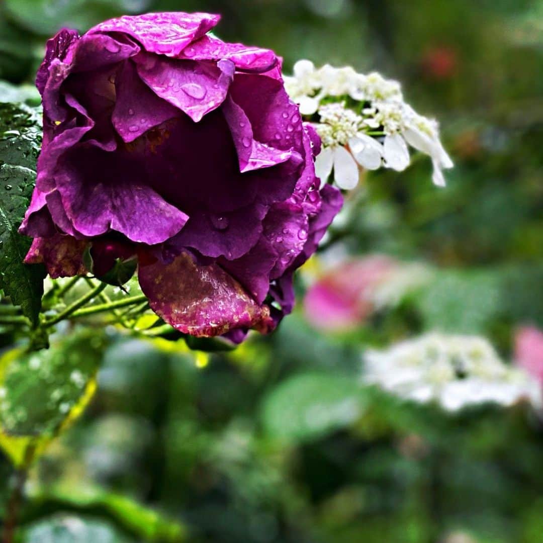 内山理名さんのインスタグラム写真 - (内山理名Instagram)「..🫐🫐🌿  パープルの薔薇の花言葉は、気品・王座・尊敬。  正に、日々勇気と感動を与えてくれるオリンピックの選手たちには尊敬致します！ * * #tokyo2020  #purplerose」7月30日 19時41分 - rinauchiyama_official