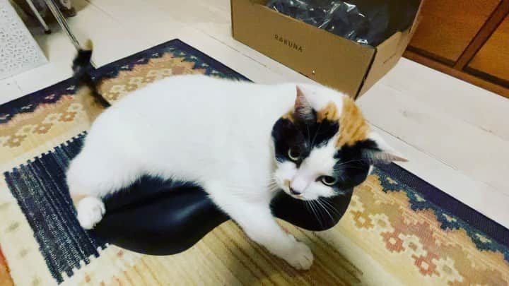 津久井智子のインスタグラム：「ストレートネック矯正枕にハマってしまったうめ。」