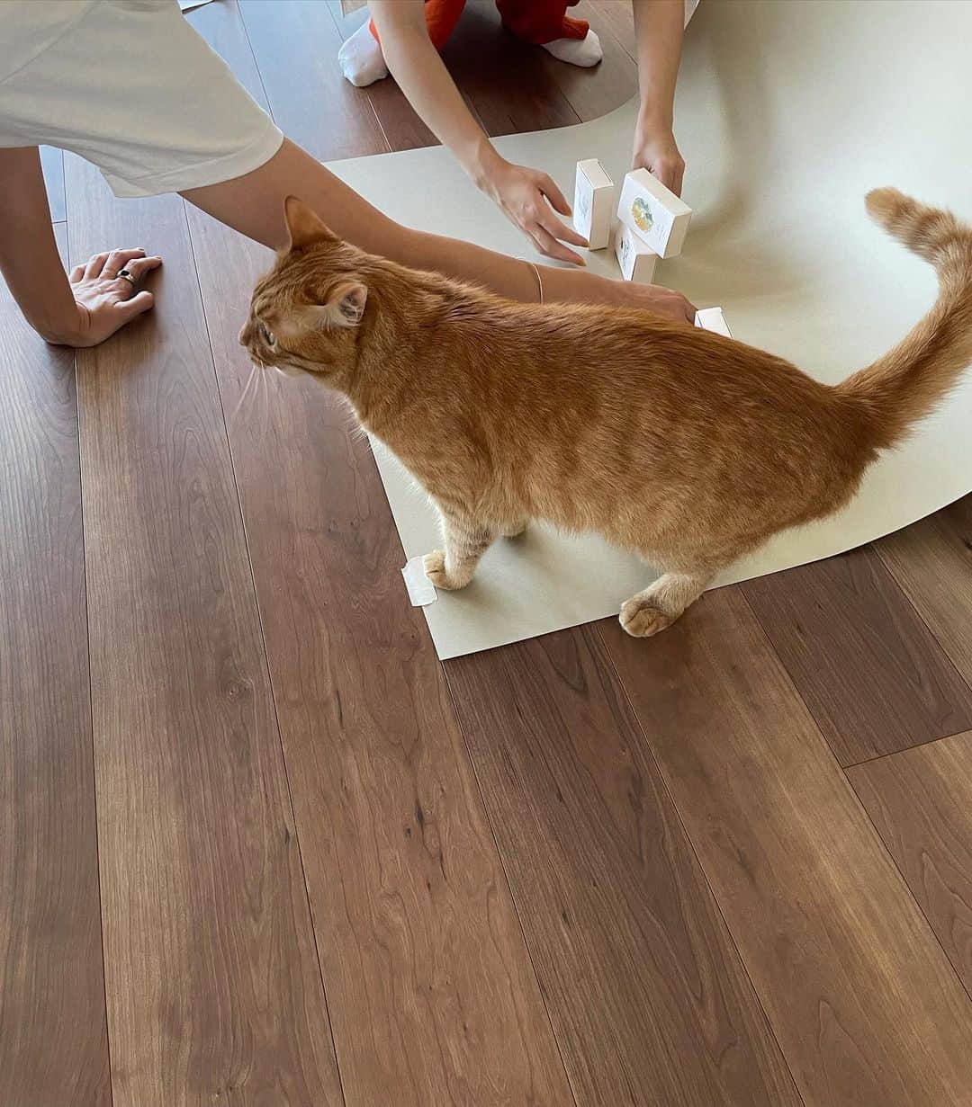 まつだみらいのインスタグラム：「いよいよ明日……🤍  the Madeleine club 🐈 予約始まります✨ （21:00-） （eyepolish も全種類再販売が同時刻に始まります✨）  20:00からはrihka アカウントでinstalive もございますので、 是非ご参加くださいませ🐈  こちらも私が撮った撮影オフショット。  1枚目はモデルとしての自覚有り有りのマド （パッケージショットの際のオフショットです！写真の仕上がりはHPで是非ご確認ください☺️）  2枚目は、 鋭い眼差しで、 自分の仕事をモニターでチェックするモデル歴9年のマドレーヌ。笑  明日は宜しくお願いいたします☺️ 可愛すぎるステッカーも出来上がったので、またシェアいたしますね✨🐈  @rihka_official」