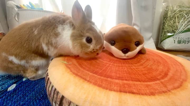 BUNNY?TUNA? のインスタグラム