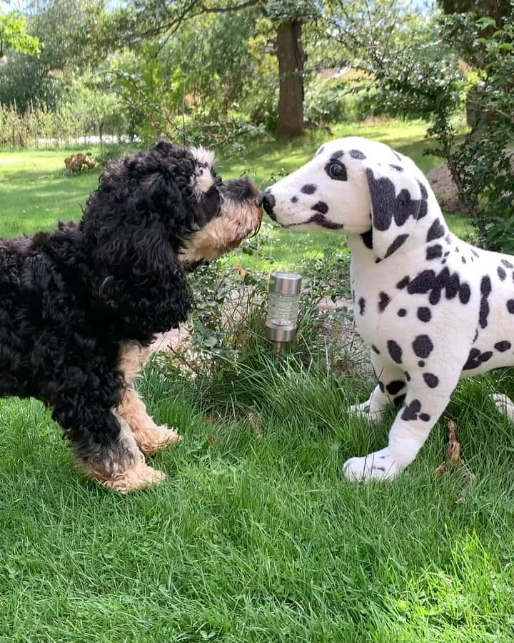 FluffyPackのインスタグラム：「And I’m pretty sure she likes me!😘😎🤣 . #love #kärlek #fluffypack #weeklyfluff #cockerpoo #bff #poodle #kiss #girlfriend #cockerpoosofinstagram  #puppy #fluffy #dogsofinstagram #sweden #dogs #happyfriday #9gag #agriahund #lol #sverigesroligastedjur」