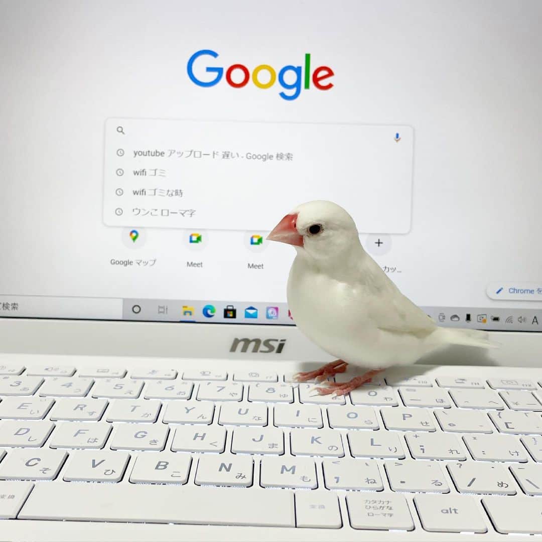 かすこんねぅのインスタグラム：「PC触ってる時大抵キーボードの上歩いてる🕊 今日も可愛いマルティン・ルター」