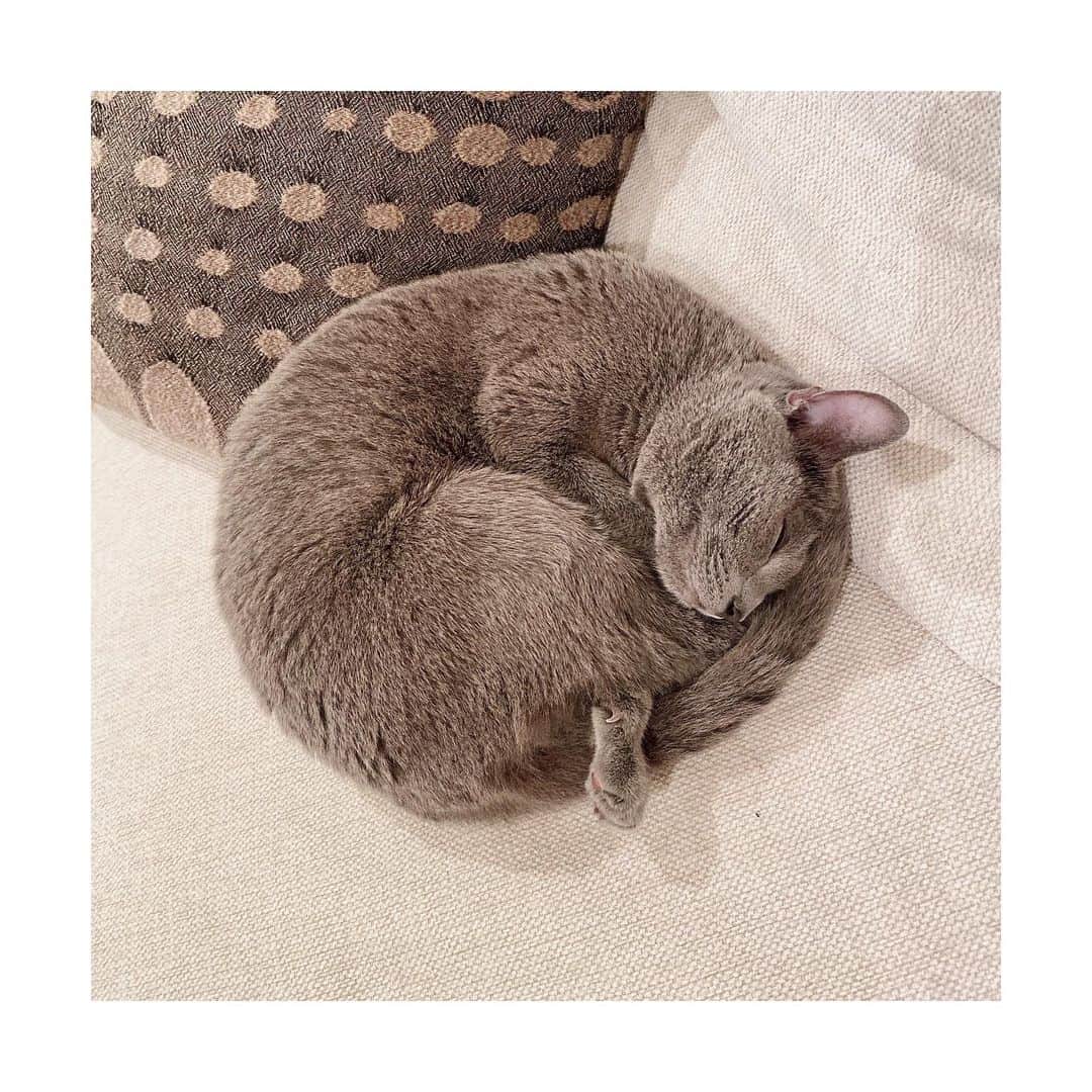トリンドル瑠奈さんのインスタグラム写真 - (トリンドル瑠奈Instagram)「まんまる🌝  スヤスヤ眠ってる姿を見るのって何か癒されますよね。 つい眺めちゃう☺️  #ねこ」7月7日 23時59分 - tori_luna0310