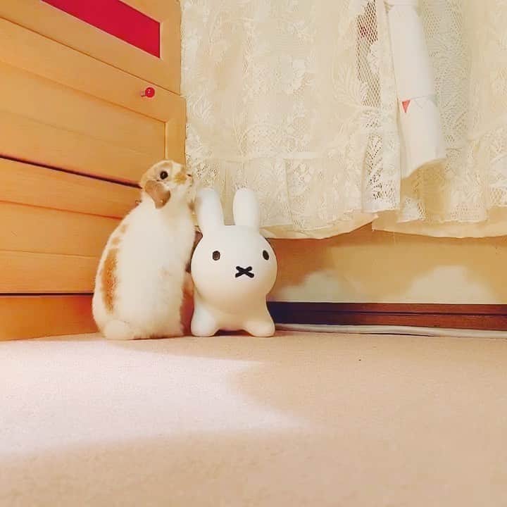 usagraphのインスタグラム：「ふんふん キョロキョロ スィーーー… にょ？ ＊ ＊ ＊ #うさぎ　#rabbit #bunny #アニマル写真部　＃instabunnies #igersjp  #tokyocameraclub #東京カメラ部  #bunnystagram  #うさぎ部 #ホーランドロップ #hollandlop  #ファインダー越しの私の世界  #myfujilove  #今日もx日和　#cutepets」