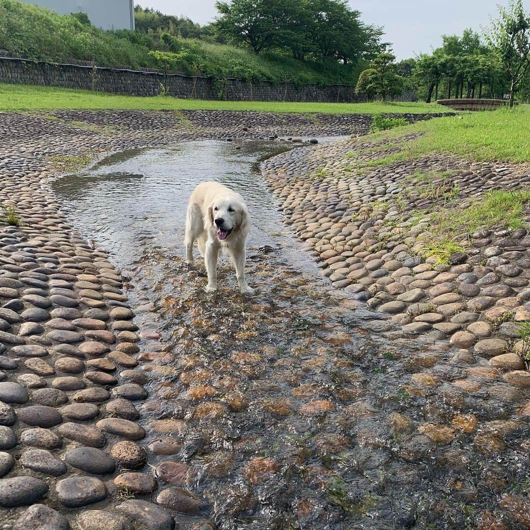 P太郎ママさんのインスタグラム写真 - (P太郎ママInstagram)「雨が降ったり 止んだり。 梅雨だねーの朝、 おはよー。 だだちゃんは、 いつも濡れ濡れ、 ジメジメ、 梅雨犬。」7月8日 7時51分 - ptarodada