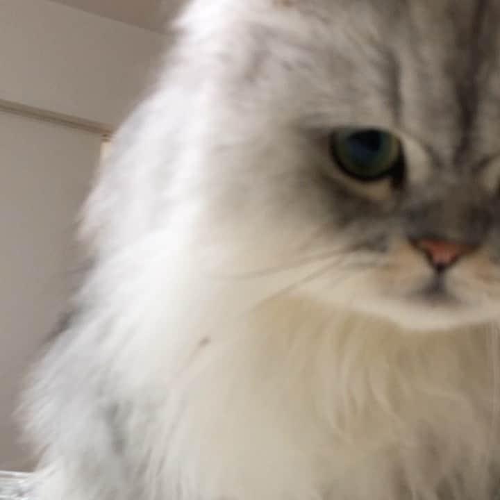 のインスタグラム：「2021/07/08 珠音☆Juon ＊ ぼくじゅおん。 まーまがいたら すりすりして しっぽでたたくの。 ぜったい ペンペンするの。 ☆ じゅんじゅは絶対私の顔をしっぽで叩きたがる😂 ☆ ☆ ☆  #珠音#Juon#あまえんぼう王子#抱っこ王子#可愛い#最愛の末息子#チンチラペルシャ#チンチラシェーテッドシルバー#mycat #mybeby #myfamily  #ilovecats #cat #chinchillapersian #shadedsilverpersian #boy #prince#ねこのきもち #ねこ部 #幸せ#猫のいる暮らし #楽しい#嬉しい#ありがとう」