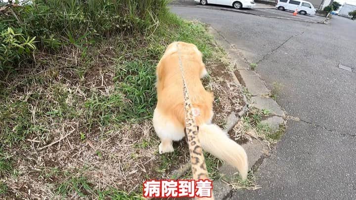 まゆみのインスタグラム：「。 。 病院の日 今回は混合ワクチンと 脇の下の脂肪腫が固くなったような気がするので再検査と 新シコリの確認😩 。 6歳くらいからどんどん増えるシコリ 左脇の下手術して取ったら その後すぐに右脇の下に出来た😑 左右脇腹と 喉の下、腿の内側 そして新たに腿の裏😩 これはちょっと性質が違って 筋間脂肪腫ってやつ ゆーっくりでかーーくなるやつ 。 2年半で7個って😭😭 。 先生が 出来やすいんだねー😅って😭😭😭 。 今後 一度の手術で何個取るか… どのタイミングで取るか 凄い悩む。 。 先代も とても出来やすい子だったので 取るのに沢山手術した。 だけどとてもおとなしい性格だったので 部分麻酔で取れたからそれはラッキーだったんだけど あーちゃんは違う😅 部分麻酔なんてとんでもない😂😂 嫌なものは嫌という性格😅 隙あらば逃げようとするので危ない😅 ガッツリ全麻でお願いします😅 。 。 #本日のYouTube #全部脂肪腫 #脂肪腫祭り #どのタイミングで取るか #みなさんだったら一度に何個取りますか？ #ちょっと考えただけでも痛い #入院出来ないリストに乗ってるあー様 #悩めるシニア 。 。 #ゴールデンレトリバー#goldenretriever#dog#犬#あーるん#golden#retriever#doglover#insta_dog#ぺんぺん子ちゃん」