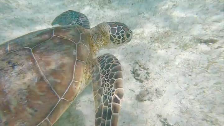 のインスタグラム：「刀根ノ島水族館のウニガメさん🐢🏝⁣ ⁣ 最近、ちまちま溜まったウミガメ動画を編集してるけど、気付いてしもた。⁣ ⁣ これ他の人が見たら、全部同じに見えるのでは？！？！🤣⁣ ⁣ まぁインスタなんて自己満ですからね...気にせずあげますけど😎🐢🤍w⁣ ⁣ つぎはいつウニガメさんに会いに行けるのかってずっと考えてます。サーフィンもしたい🏄‍♀️🌊👈 ⁣ リクガメ飼おうかも迷ってます👈やめとけw⁣ ⁣ 🏝🏝⁣ @tonenoshima 🏝🏝 ⁣ #ウミガメ⁣ #カメ⁣ #海　#sea⁣ #宮古島⁣ #刀根ノ島水族館⁣ #seaturtle #underthesea」