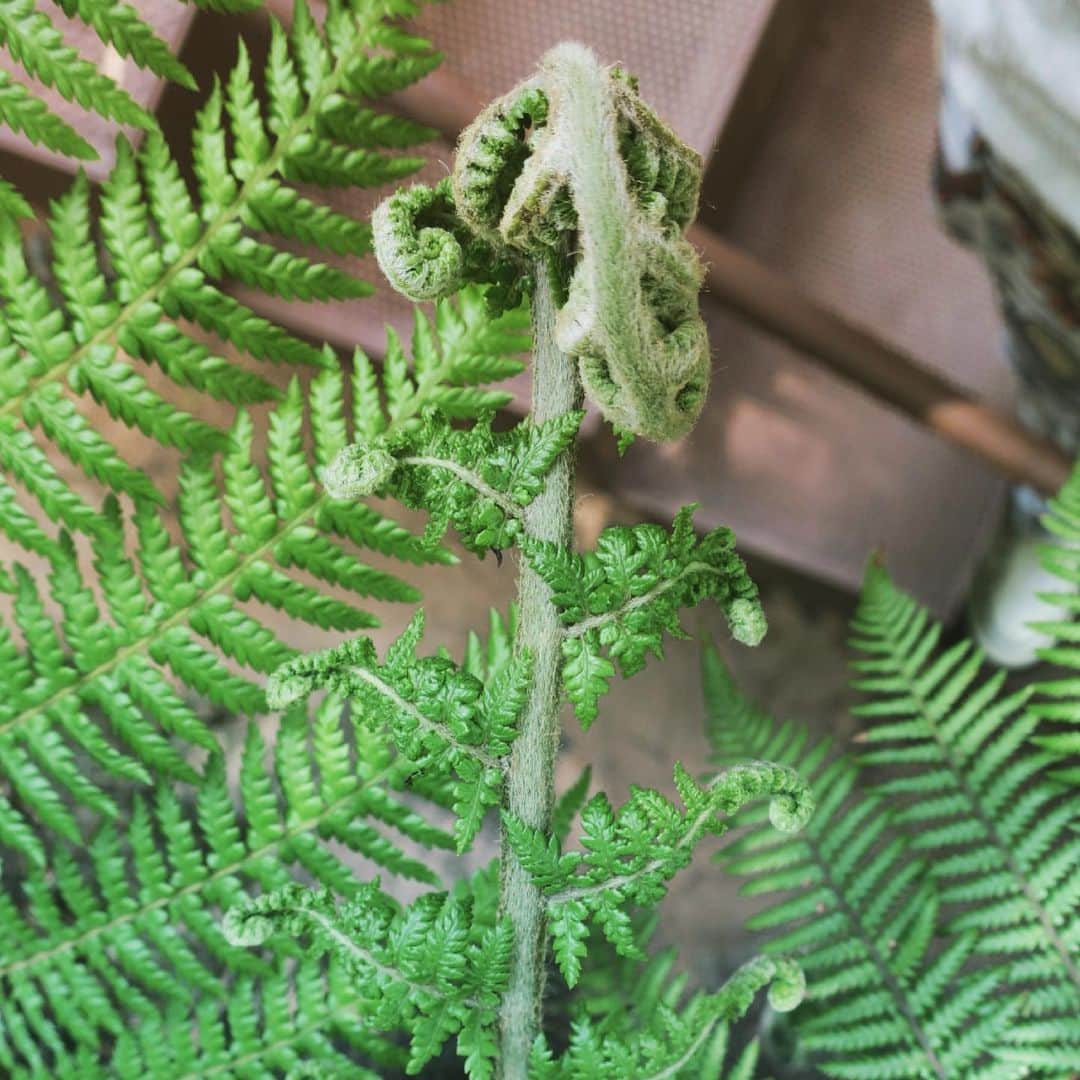 板井麻衣子さんのインスタグラム写真 - (板井麻衣子Instagram)「. #魅惑のシダ植物 ❤️ 宇宙を感じる。好き。」7月8日 22時54分 - maikorophone