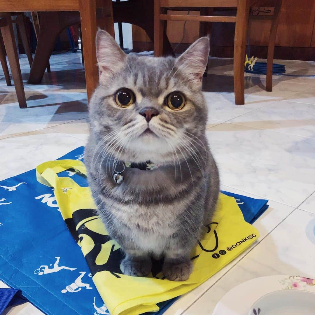 Pancakeさんのインスタグラム写真 - (PancakeInstagram)「🥺😳😊 #cats #catstagram #catsoninstagram #catsofinstagram #sgcats #pets #instagramcats #munchkincats #neko #ねこ #マンチカン短足 #猫 #まんちかん部 #マンチカン部」7月8日 23時17分 - nugget_pancake