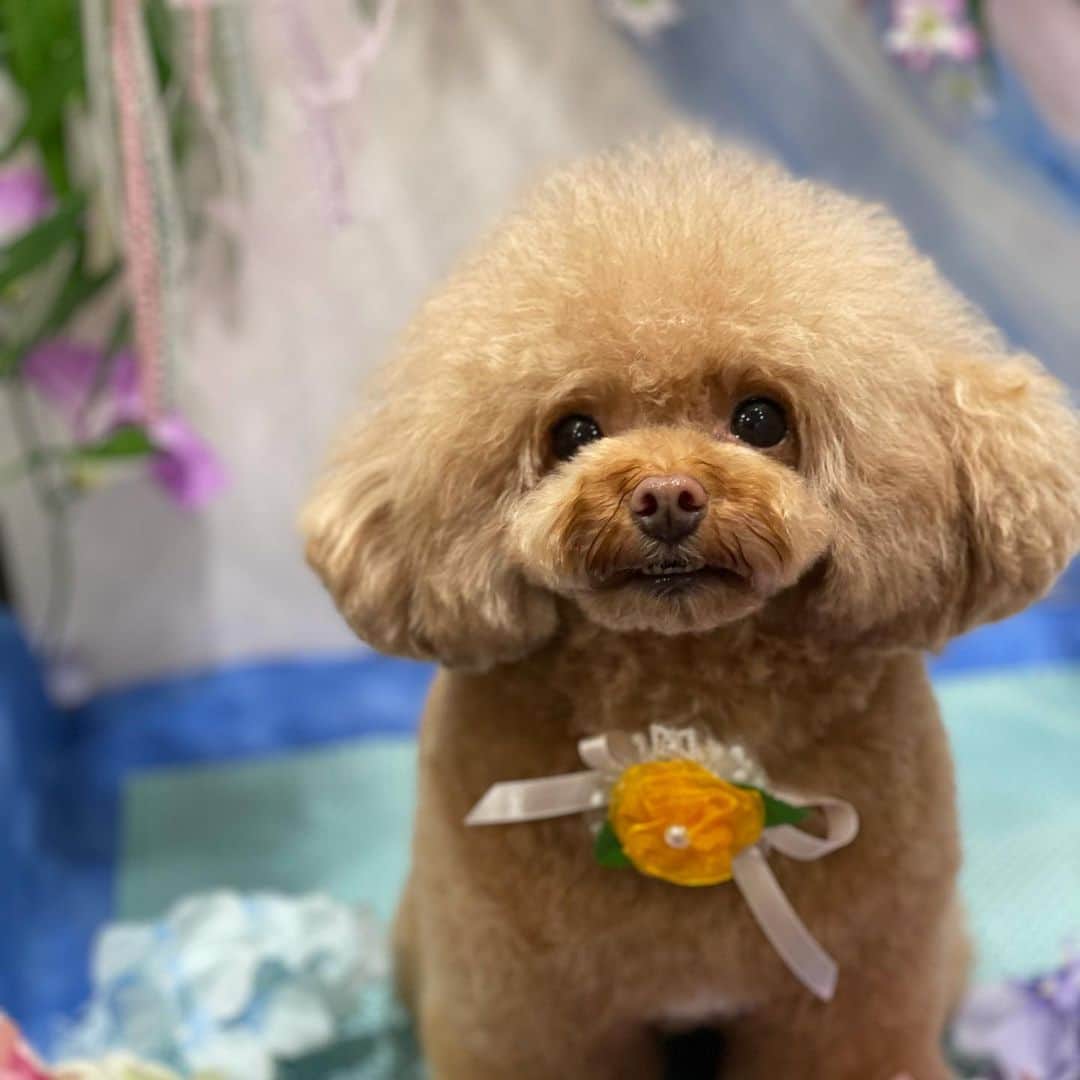ももちゃん & まろんたんさんのインスタグラム写真 - (ももちゃん & まろんたんInstagram)「今回もとっても可愛くしていただきました❤️ ふわっふわ❤️ 可愛い😍💕 ・ ・ #dog #dogs #dogstagram #poodle #poodles #poodlelove #poodleclub #toypoodle #toypoodles #toypoodlelove #toypoodleclub #east_dog_japan #all_dog_japan #ig_poodle #poodlesofficial #ふわふわ #ふわもこ部 #トイプードル #トイプードル部 #トイプードル大好き #トイプードル多頭飼い #まろんたん #ティーカッププードル #わんこなしでは生きていけません会 #pecoいぬ部 #joker六本木ヒルズ店 #トリミング #ももちゃん #toypoodleofficial #犬のいる暮らし」7月9日 0時48分 - momoronma