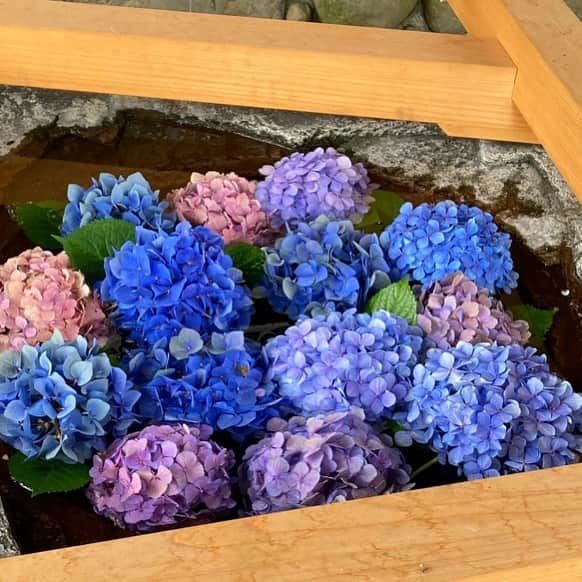 前野えまさんのインスタグラム写真 - (前野えまInstagram)「ちょっと前に神社で見かけた花手水💐 ブルーのグラデーションが綺麗でした。 ・ ・ #花手水 #青い #花 #紫陽花 #花手水めぐり #花の写真 #花が好き #花のある風景   #blue #flowers #gradation #hydrangea #flowerstagram #flowerphotography」7月9日 7時34分 - maeno_ema