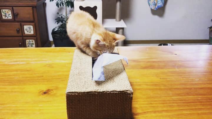 篠原信一のインスタグラム：「チャコのマイブーム🐱 ティシュのホジホジしないで、後ろにあるキャットタワーで遊んで❗️キャトタワーに登ってもくれない😭 #茶トラ #猫 #ねこ #cat #保護猫 #ねこのいる生活」