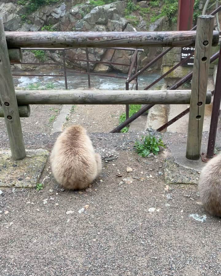 吉山りさのインスタグラム
