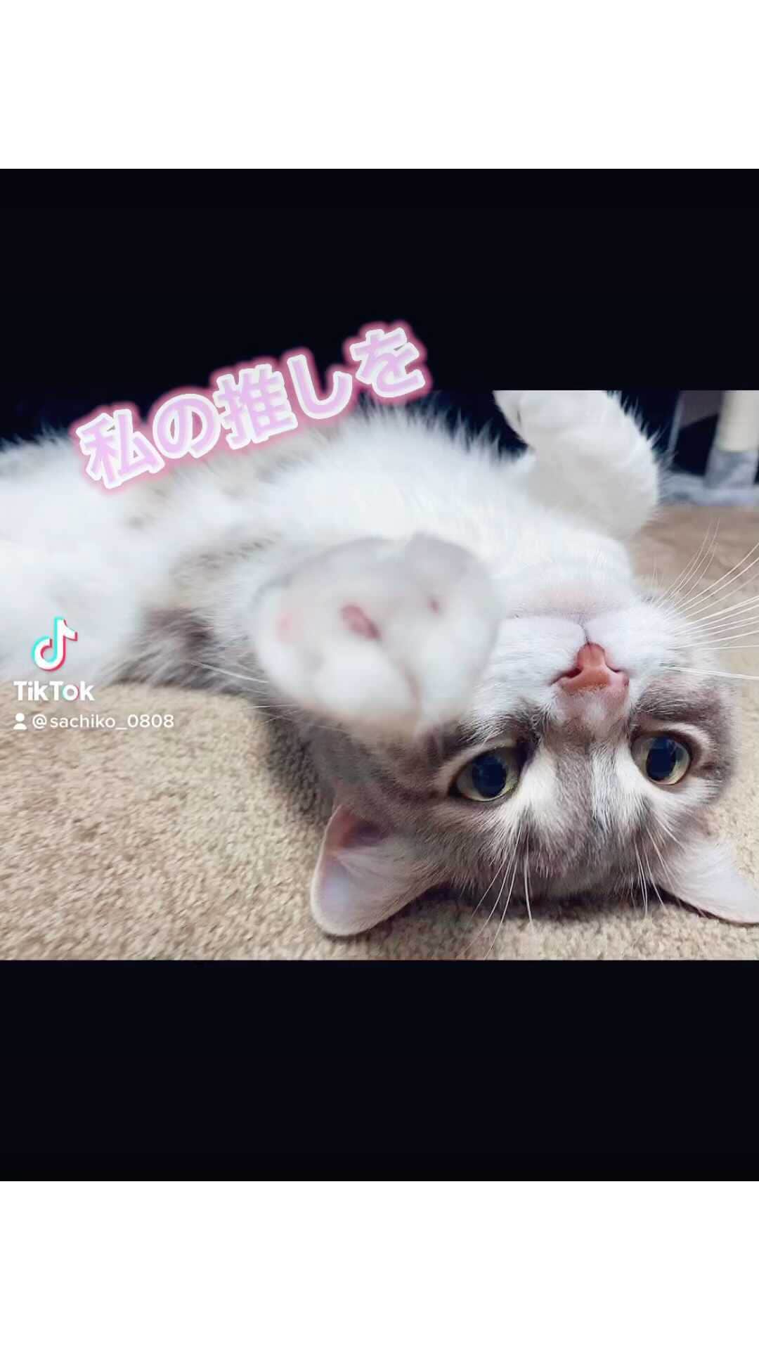 のインスタグラム：「#まんちかん#マンチカン#猫」