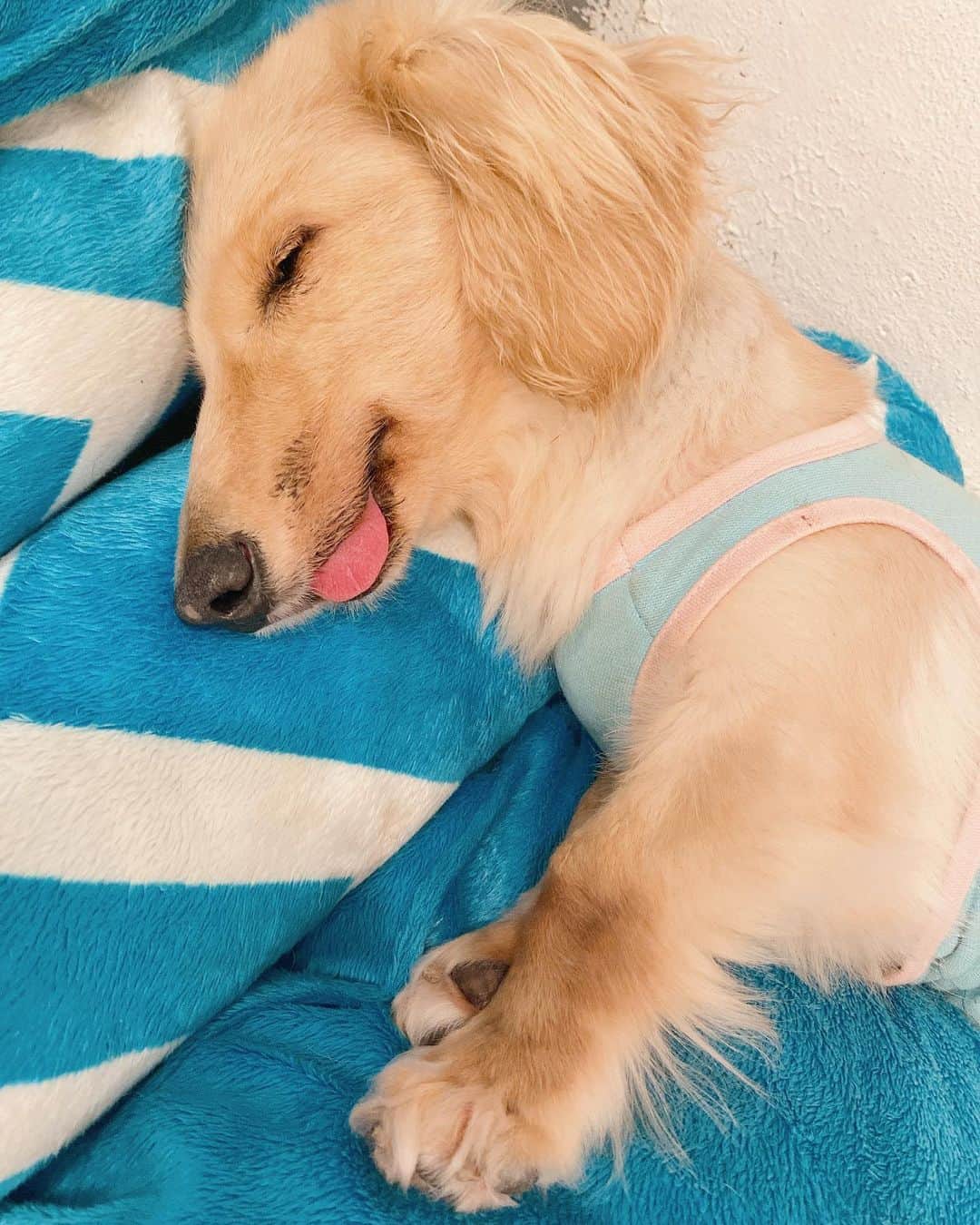 星奈あいさんのインスタグラム写真 - (星奈あいInstagram)「牛込柳町の保護犬、猫カフェにいってきました✨✨ みんなすごく人懐こくて元気に走り回ってたのがすごく印象的だったあ♡ ほんとうに癒されるし愛おしいですねえ… いろんな理由で保護された子達なんだろうけど、もっともっと、この世界に産まれた子たちみんなが 幸せに生きられるように人間はちゃんと責任と愛情を持って育てて欲しいなって思ったよ😢 わたしも今は自分とうちの子だけでいっぱいいっぱいだけど、余裕ができたときに何ができるのかなって見つめ直すきっかけになりました🐱🐶🧡 . 子供の頃から実家には猫がいたし今も猫と暮らしてるので犬か猫どちらかといえば猫派なんだけど 今日、初対面のわんちゃんがだっこを求めてきて膝の上で寝てくれたので かわい〜😭うちの猫は4年一緒に居てもだっこさせてくれないよ〜😭ってなりました笑 でもねこちゃんの自由気ままなトコもまた可愛いんだよねえ♡ はあ〜愛おしいぜ〜😳🧡  #保護犬#保護猫#保護犬猫を迎える選択肢#わたしたちにできること#保護犬カフェ#保護猫カフェ#牛込柳町#anella#dogsphotos#catstagram#animalphotography#星奈あい」7月9日 20時52分 - hoshina_r18