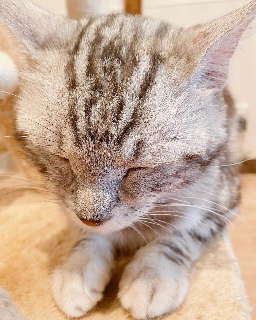 星奈あいさんのインスタグラム写真 - (星奈あいInstagram)「牛込柳町の保護犬、猫カフェにいってきました✨✨ みんなすごく人懐こくて元気に走り回ってたのがすごく印象的だったあ♡ ほんとうに癒されるし愛おしいですねえ… いろんな理由で保護された子達なんだろうけど、もっともっと、この世界に産まれた子たちみんなが 幸せに生きられるように人間はちゃんと責任と愛情を持って育てて欲しいなって思ったよ😢 わたしも今は自分とうちの子だけでいっぱいいっぱいだけど、余裕ができたときに何ができるのかなって見つめ直すきっかけになりました🐱🐶🧡 . 子供の頃から実家には猫がいたし今も猫と暮らしてるので犬か猫どちらかといえば猫派なんだけど 今日、初対面のわんちゃんがだっこを求めてきて膝の上で寝てくれたので かわい〜😭うちの猫は4年一緒に居てもだっこさせてくれないよ〜😭ってなりました笑 でもねこちゃんの自由気ままなトコもまた可愛いんだよねえ♡ はあ〜愛おしいぜ〜😳🧡  #保護犬#保護猫#保護犬猫を迎える選択肢#わたしたちにできること#保護犬カフェ#保護猫カフェ#牛込柳町#anella#dogsphotos#catstagram#animalphotography#星奈あい」7月9日 20時52分 - hoshina_r18