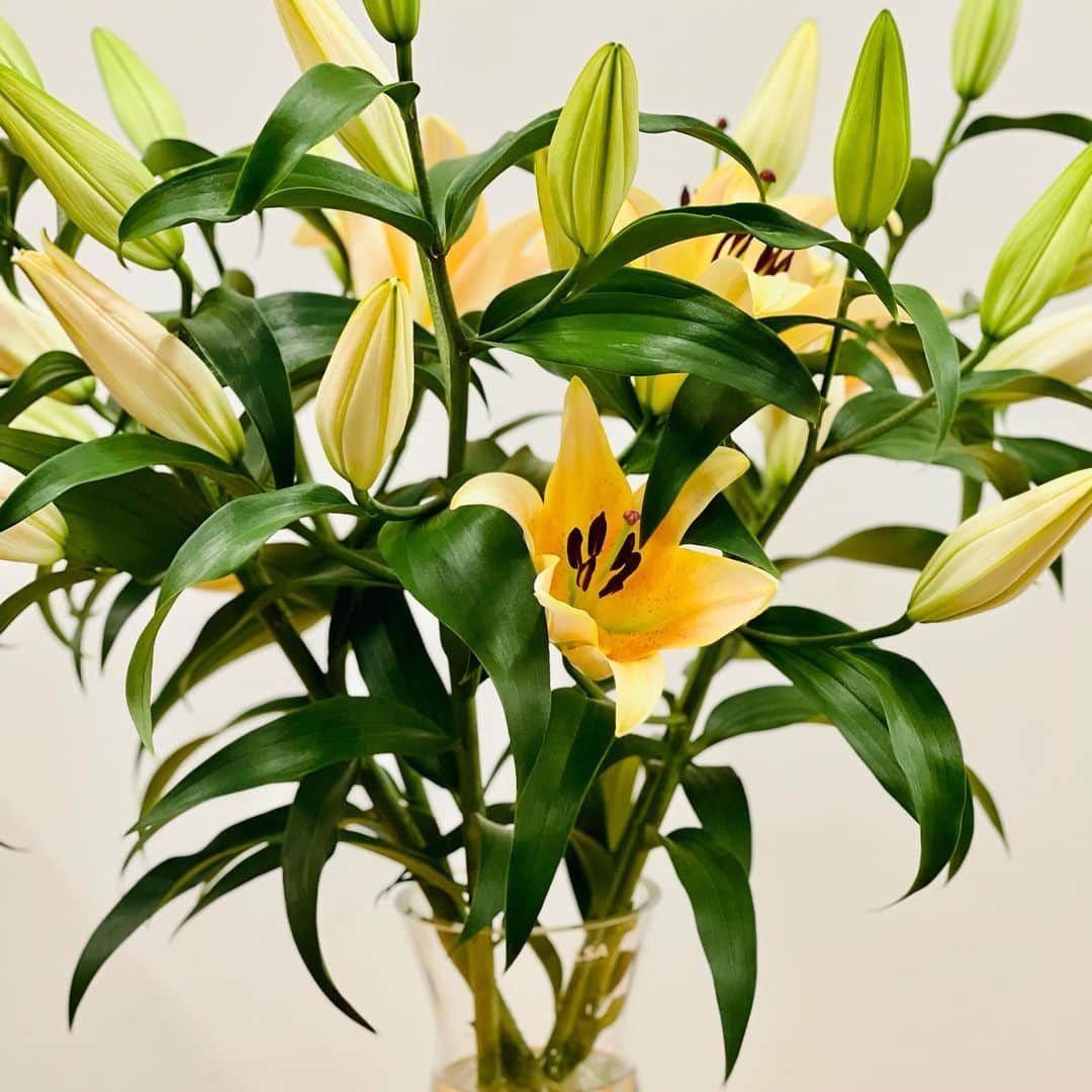 のインスタグラム：「津南町の百合をお送りいただきました。 芳しい。ありがとうございます。」