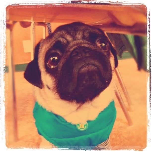 のインスタグラム：「He stands under the chair.  #Hachibe  #pug  #dog」