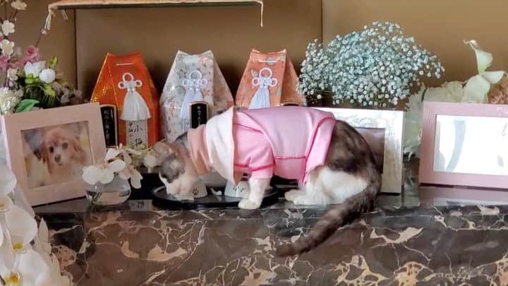 杉本彩のインスタグラム：「* * お供えを食べる猫、第4弾❗️  今度はミルバ🙀  ただ今、皮膚のトラブルにより、掻きむしり防止の保護服着用中👚  #お供えを食べる猫」