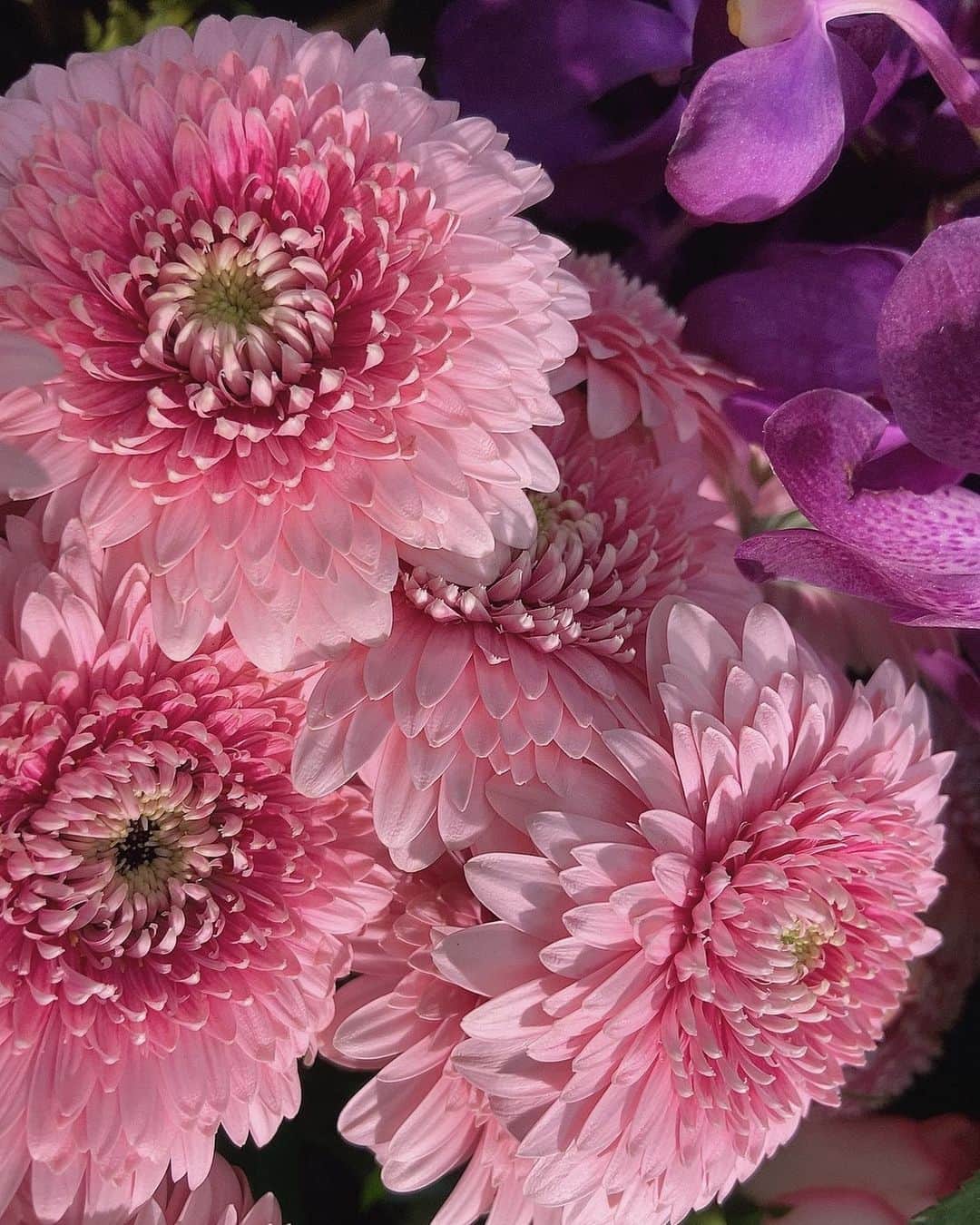 宮村ななこさんのインスタグラム写真 - (宮村ななこInstagram)「Festival. #photography #photo #flowers #flowerstagram #flowerphotography #festival」7月10日 12時18分 - miyamuchan_001