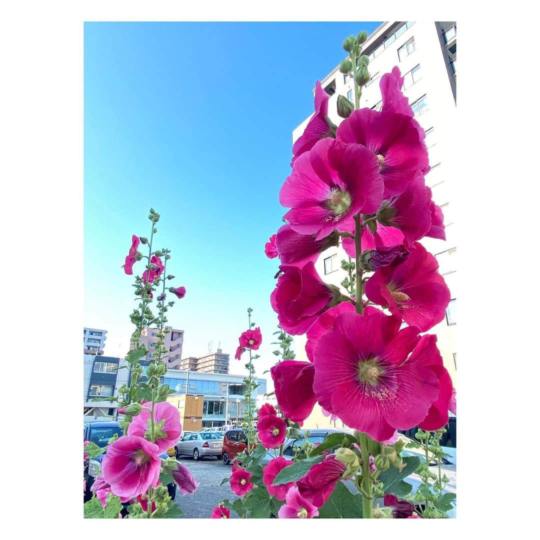 石井祐里枝のインスタグラム：「最近会社の周りの至る所に立葵が咲いていて綺麗です☺️  地元ではあまり見かけなかったお花なので新鮮🌼  背が高くまっすぐ上に伸びていて、見かけるとこちらもしゃんとしなきゃと思います😳  今立葵について調べていたのですが 北海道ではコケコッコー花と呼ばれることもあるそうです✨  花弁の根元が粘着質で顔につけて遊ぶことができるから、とのことでした🤔  本当でしょうか！？ つけてみたい…😳  #立葵　#タチアオイ　#7月  #北海道　#コケコッコー花　#札幌　#散歩　#花  #UHB #アナウンサー」