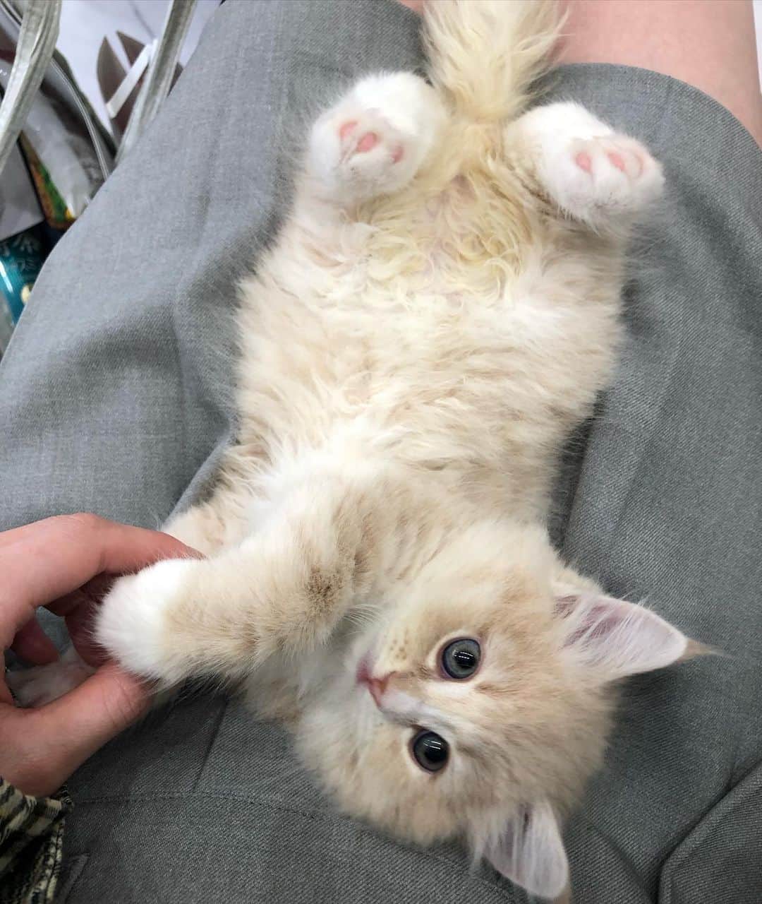 日下部美愛のインスタグラム：「可愛すぎて訳分からなかった 来世はこの子になりたい  #cat #catstagram #サイベリアン #猫」