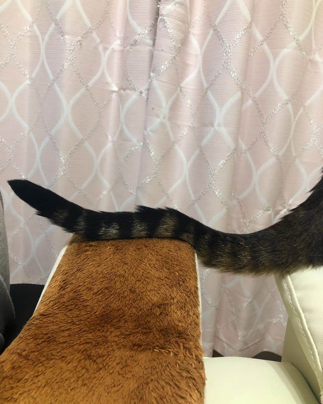 佐野千晃のインスタグラム：「⁡ 猫のしっぽって骨あるの？かな？ ⁡ よくフリフリしてて可愛いなぁって触ると、やめてよーって動かしたりしてる。 ⁡ がしかし間違えて踏んじゃった時は何も動じない。笑 ⁡ しっぽが波打ってて可愛いなぁってなった瞬間🤤笑 ⁡ #cat #catstgram #catlovers #nyamnyam #nya #nyaaa #こたちゅくん #にゃー #にゃんこ #猫 #ベンガル #ベンガル猫 #猫好きと繋がりたい #猫のいる生活 #写真好きな人と繋がりたい #写真撮ってる人と繋がりたい」
